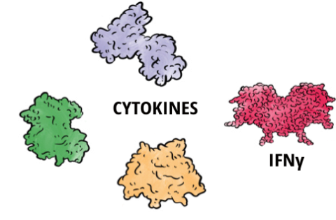 Illustration of cytokines and interferon gamma (IFNγ) in primary HLH