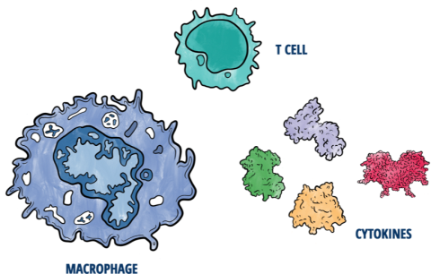 Immune system illustration of macrophage, cytokines, and T cell 